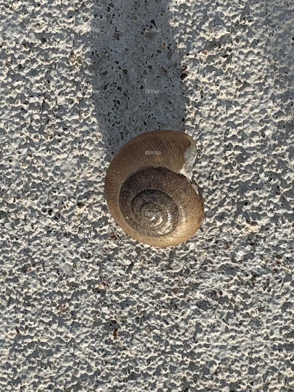 Snail shell laying on ground 