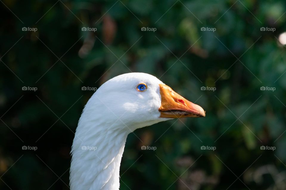 A goose 