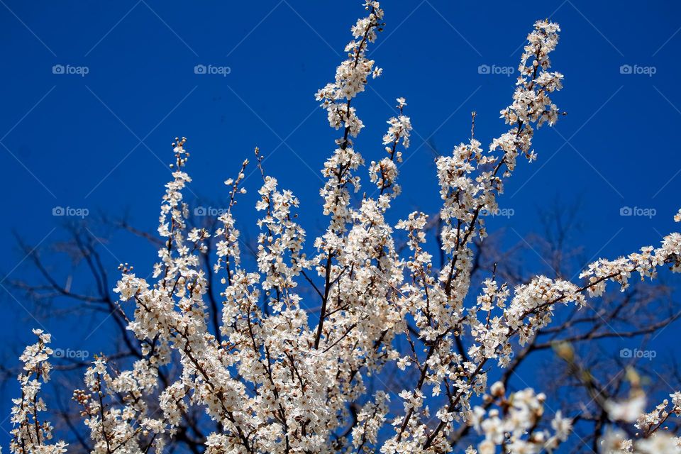 A white spring flowers branch