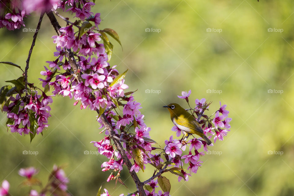 Oriental White Eye Bird with Cherry Flowers 