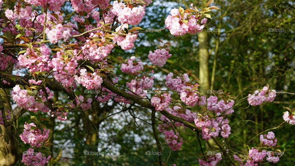 Pink flowers on a tree in Antwerp