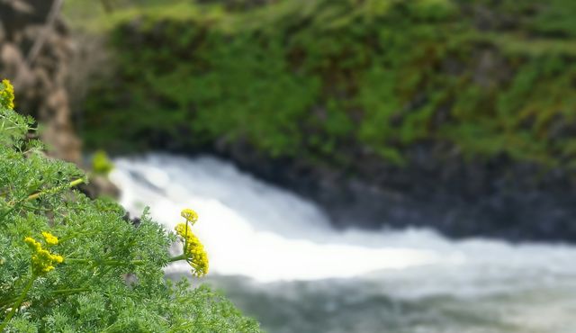 Spring runoff