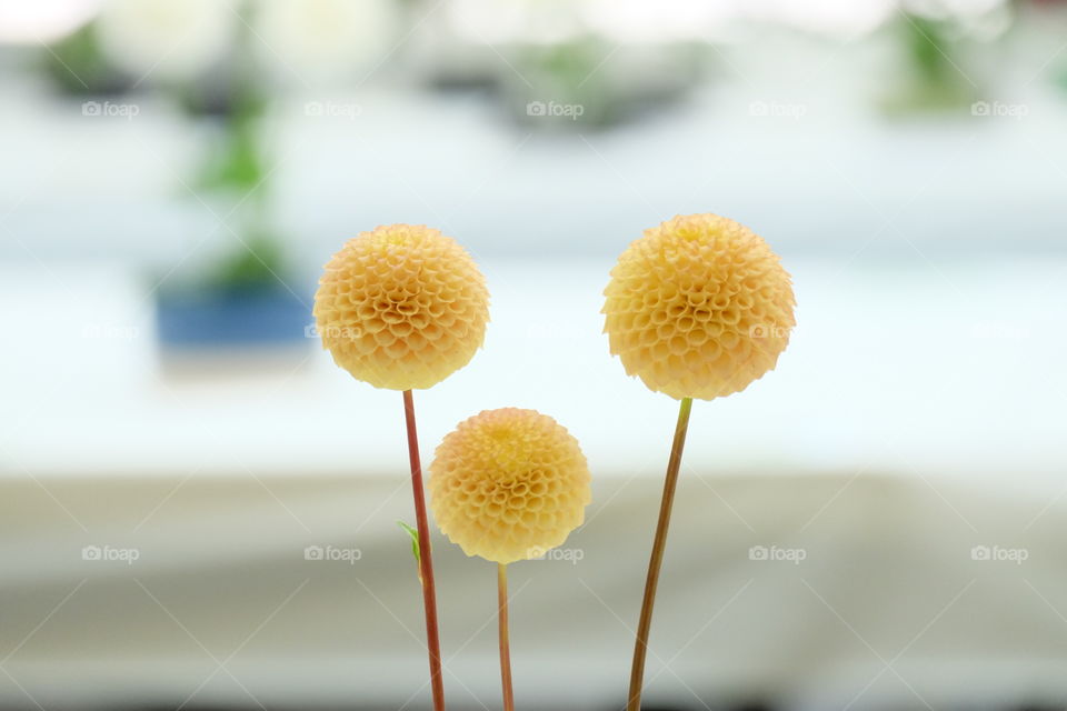 Family of three perfectly circular Dahlias.