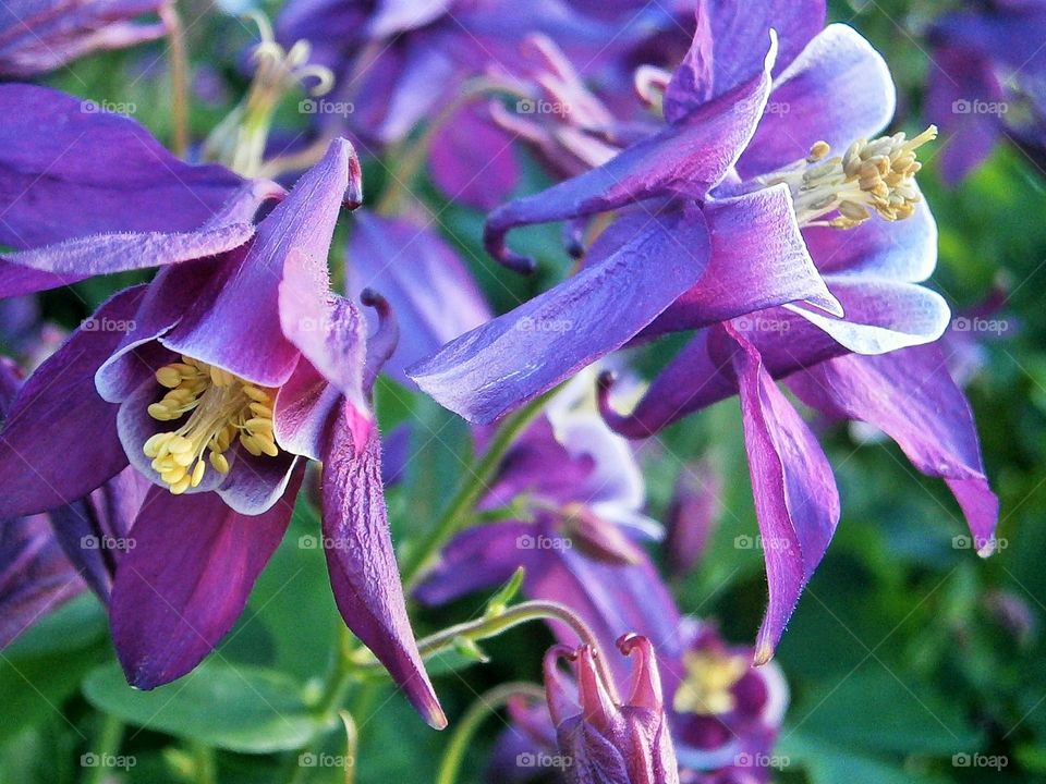 Close-up of purple flowers