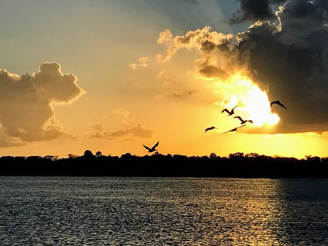Pelicans in flight at sunset