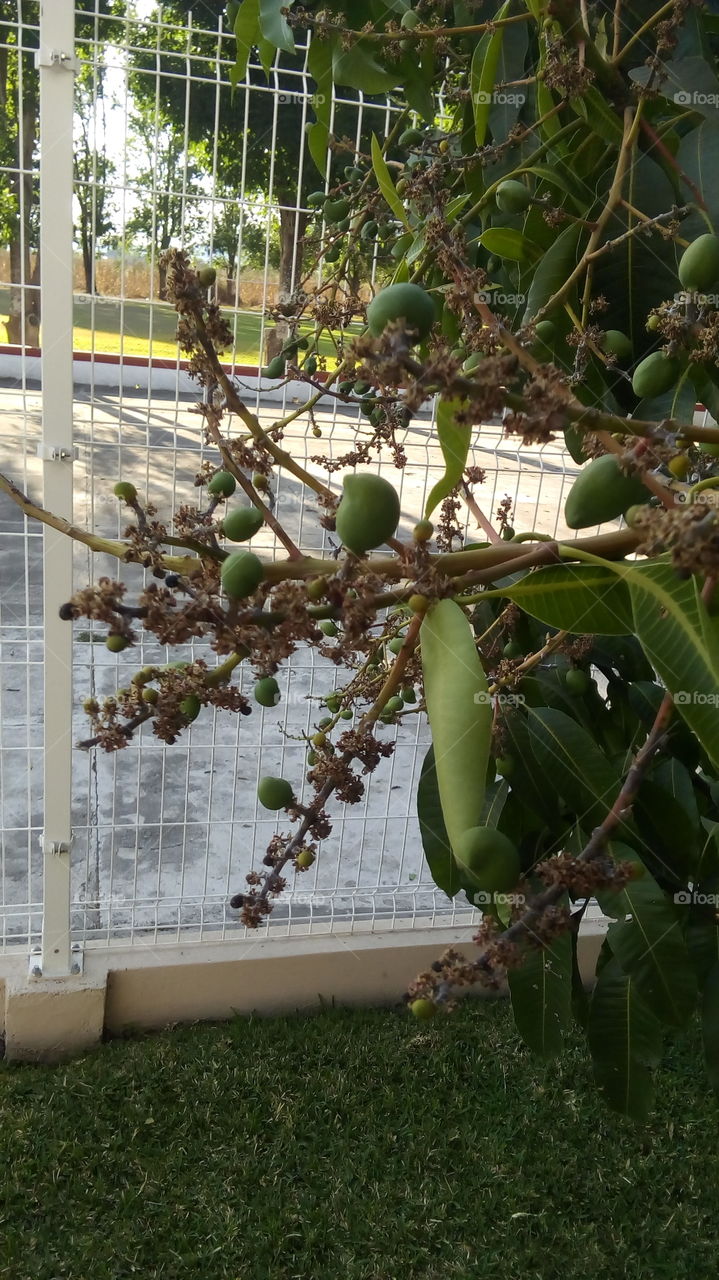 Flor de mango