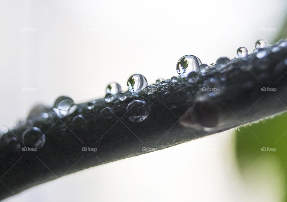 Raindrops on plant, macro