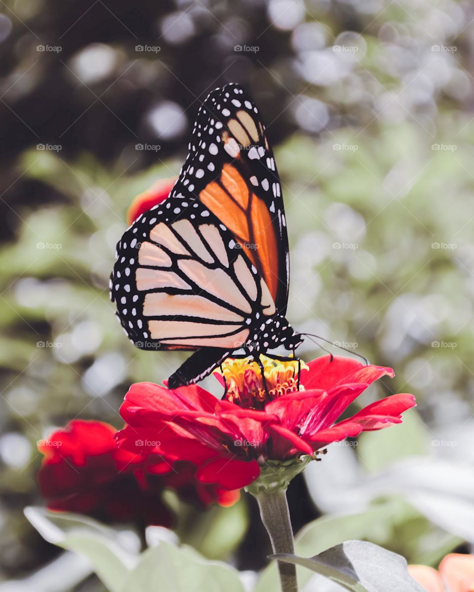 A Monarch Butterfly Rests On A Red Flower