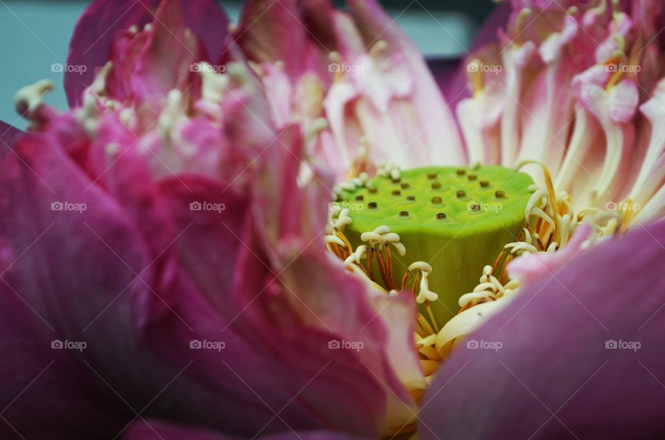 The beauty of the Lotus flower when in bloom