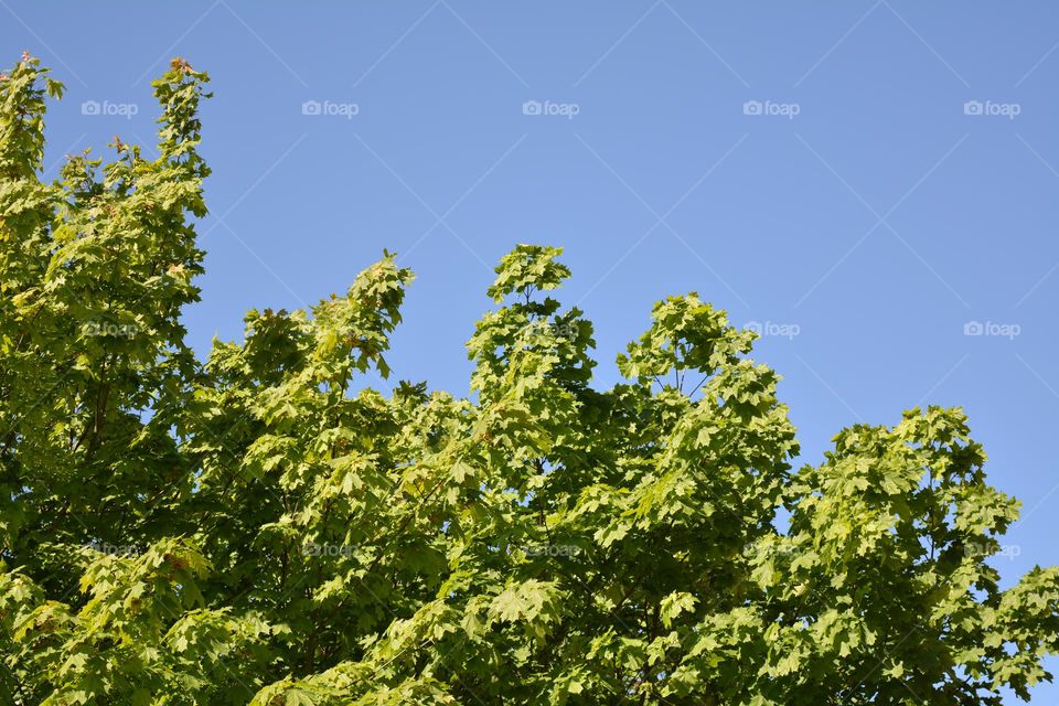 green branch tree blue sky background view from the ground