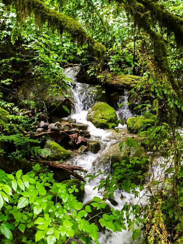 Beauty of BC Forests