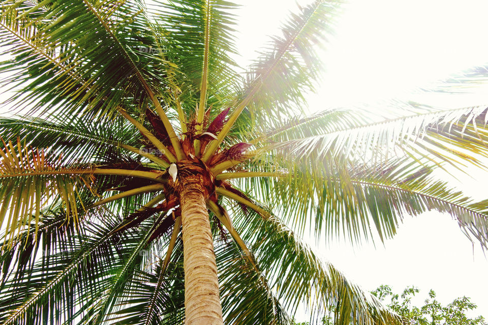 shining palm tree