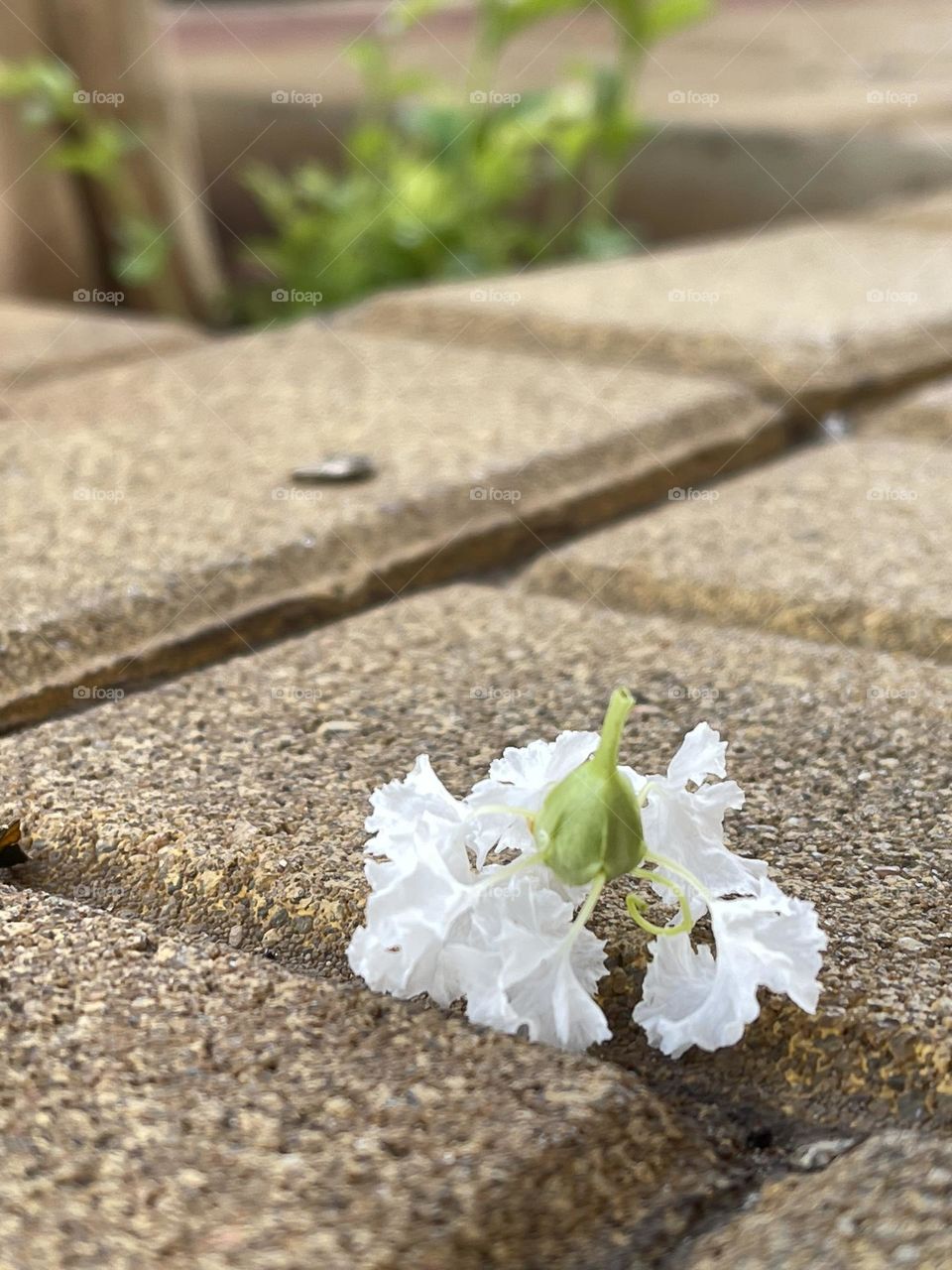 A little white flower fell, and is now making the sidewalk more beautiful.