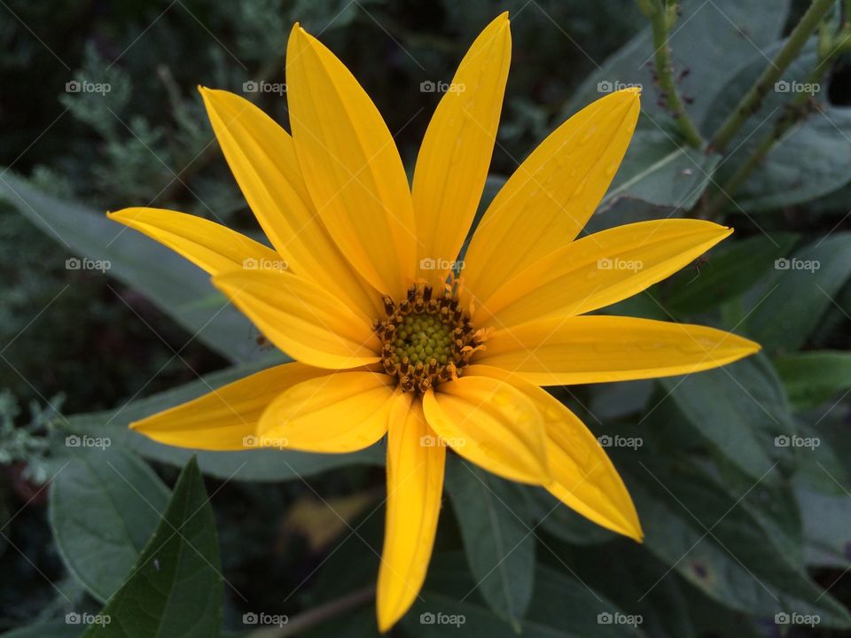 Elevated view of sunflower