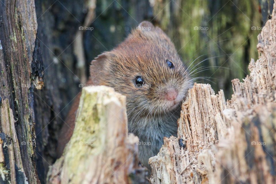 Little mouse close up