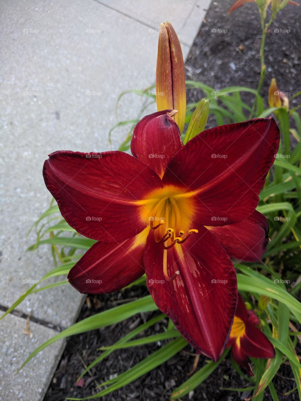 daylily
