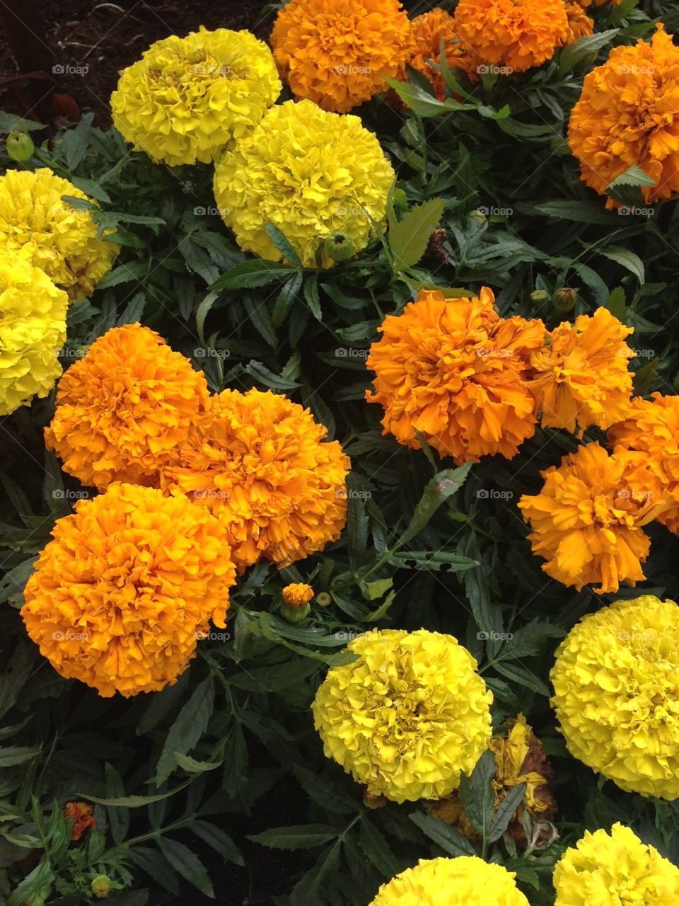Marigold flowers offering 