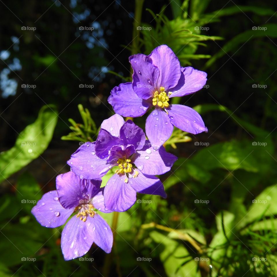 Violette flowers 
