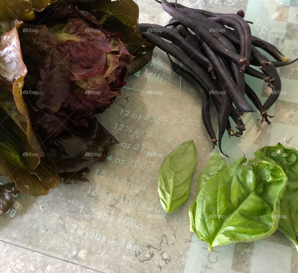 From the community garden ‘ lettuce ‘ French beans and Basel 
