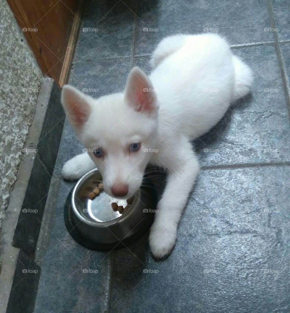 Little white doggy