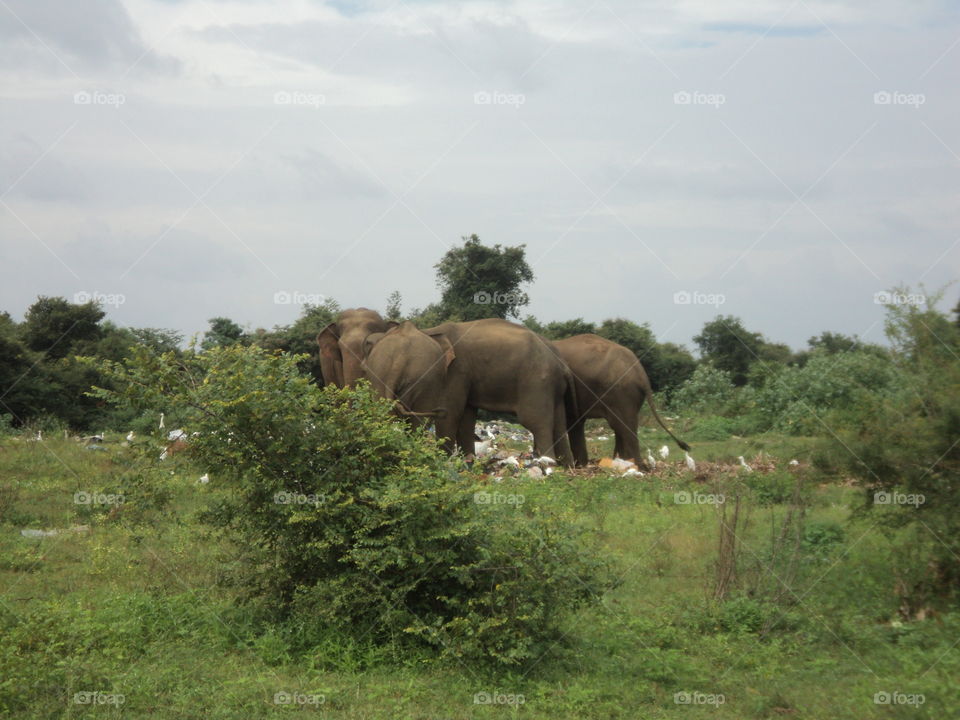 Elephants