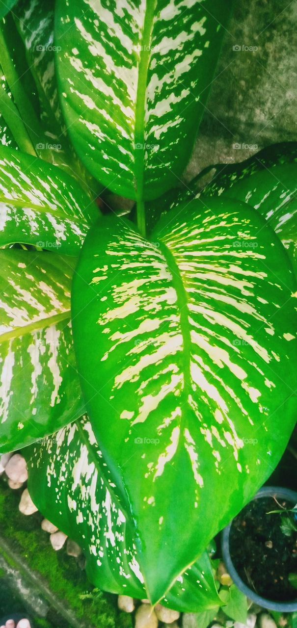 Sri Rejeki plant
