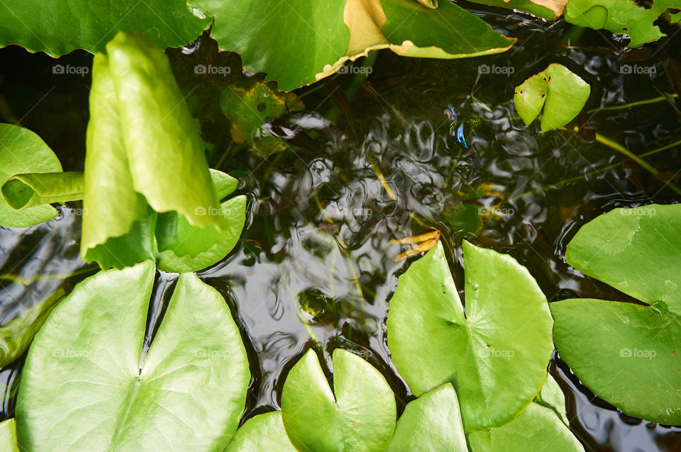 Water lily leaves on the pond 