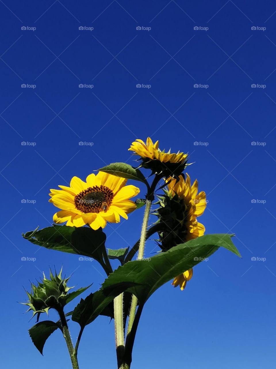 Sonnenblume in der Morgensonne