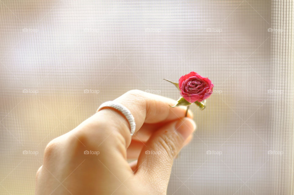 Mini Rose