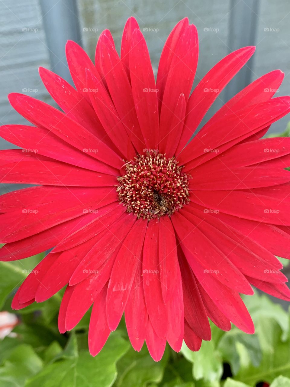 Magnificent flower 🌺