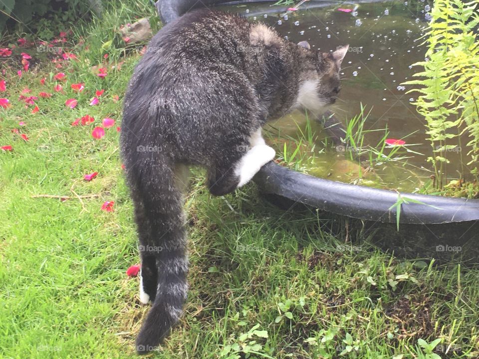 Cat looks in the pond 