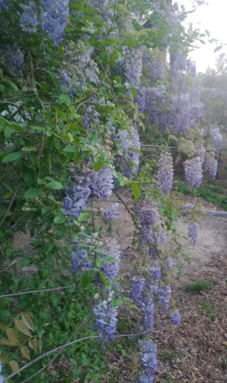 A Tree Full of Lavender