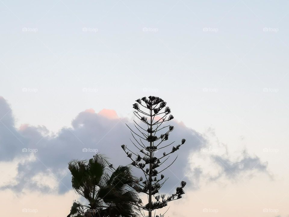 Tree and cloud
