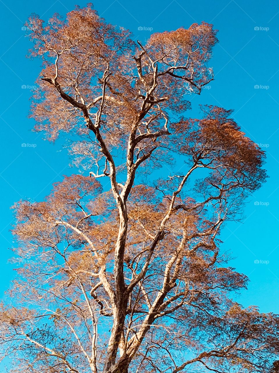 Colorful tree and the sky