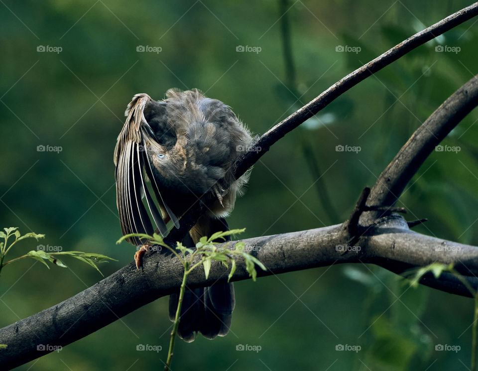 Bird photography  - babbler  - perching