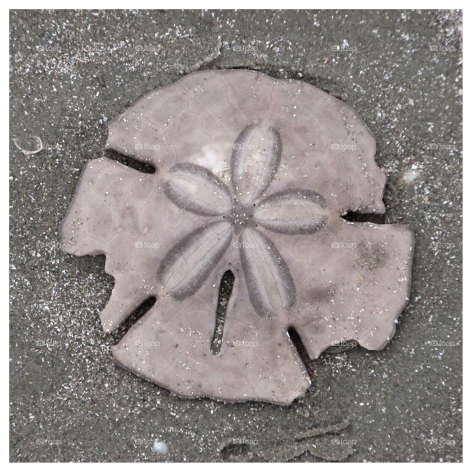 Sand Dollar