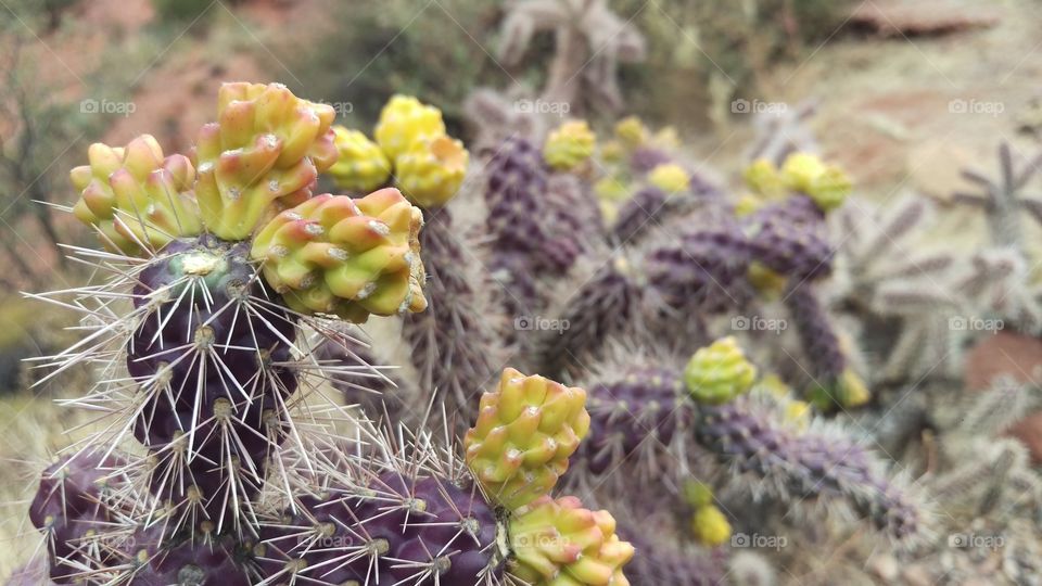 cactus beauty bloom