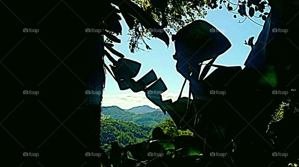 ÁRVORE 🌳 E FOLHAS DE BANANA 🍌