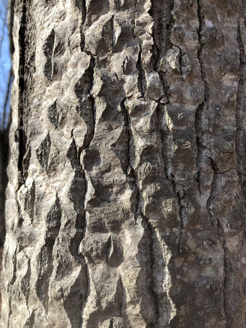 Textured bark 