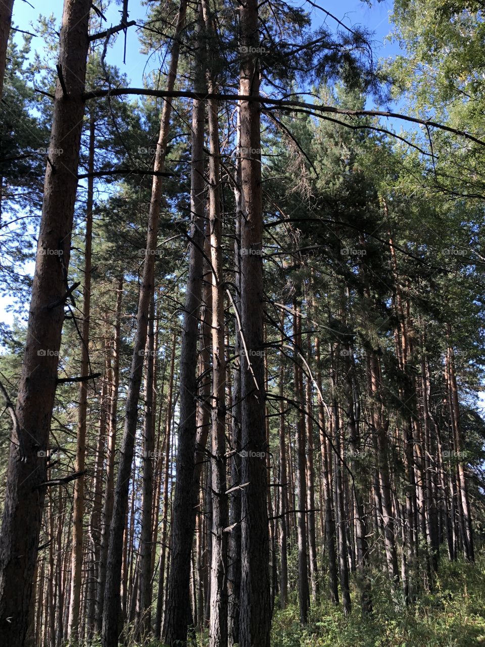 forest with pine trees, pine trees in the mountains