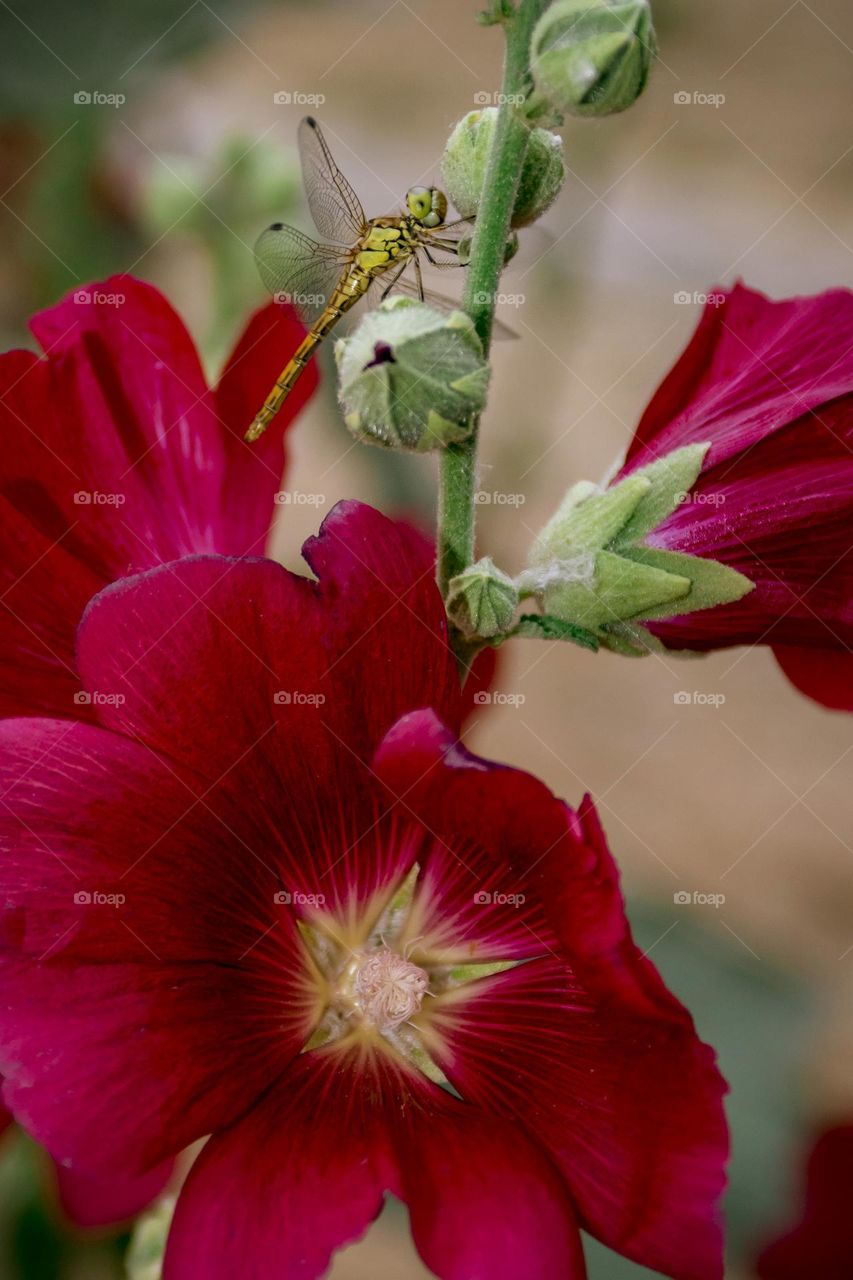 Beautiful red flower close up