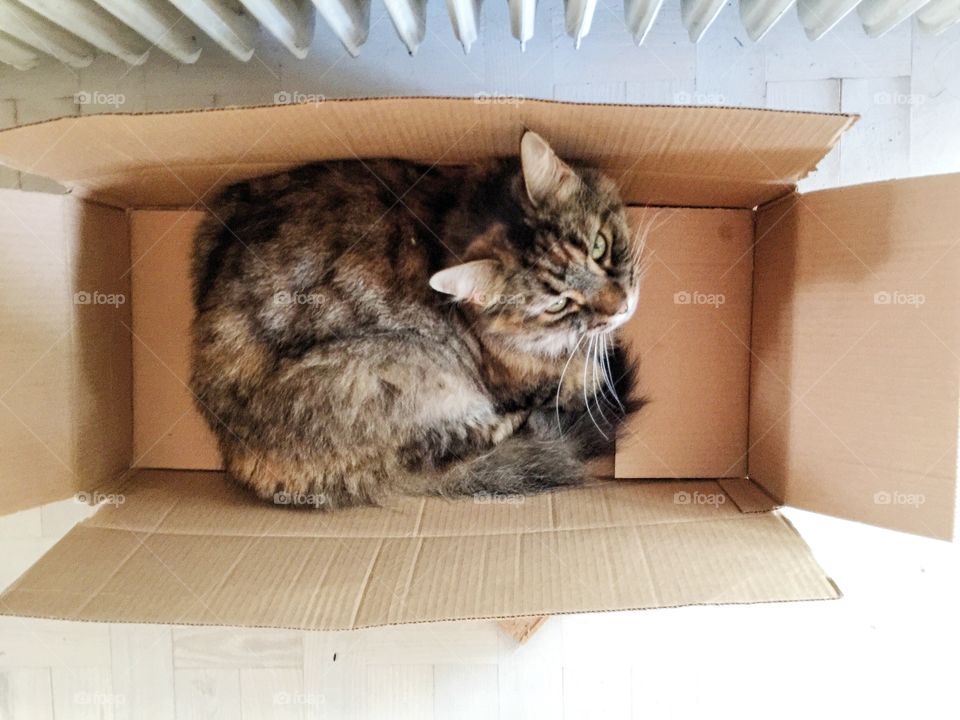 Cat in a box