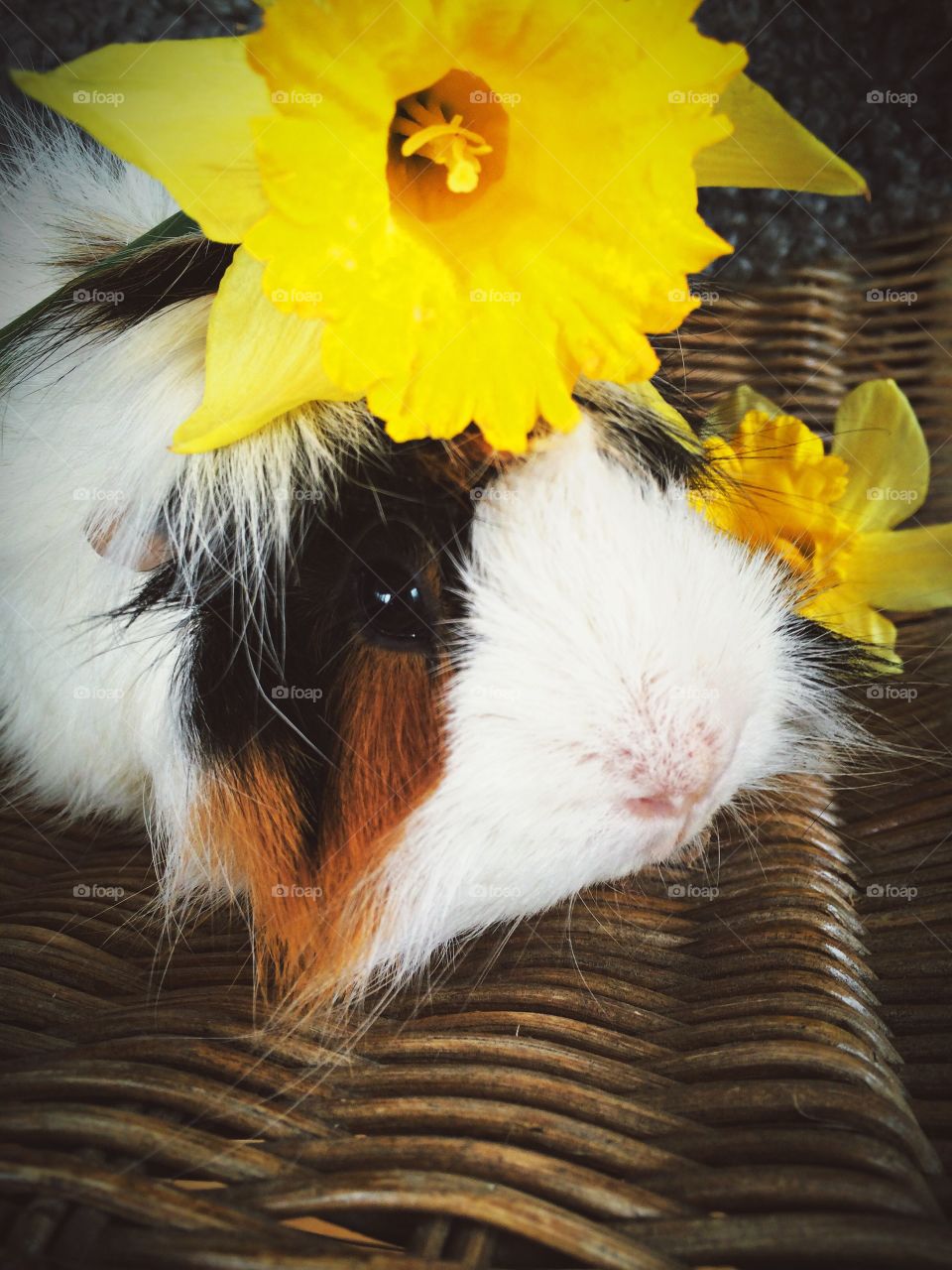 Guinea pig