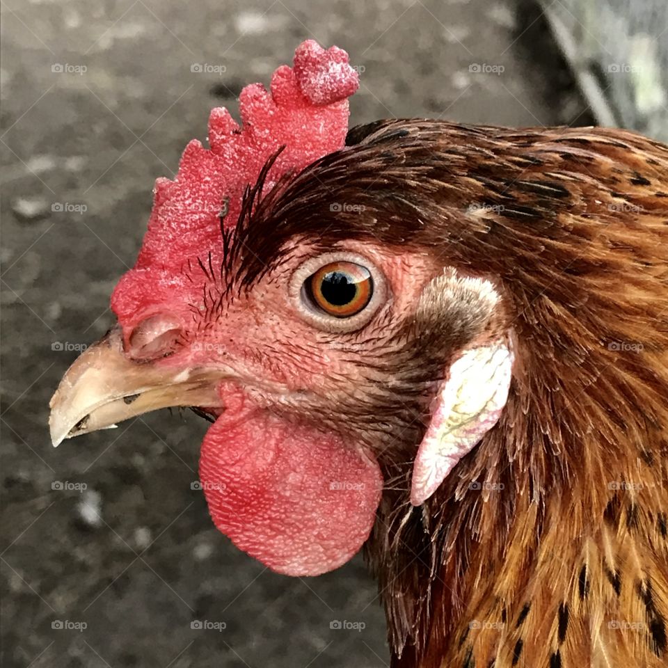 This is Ike the chicken!