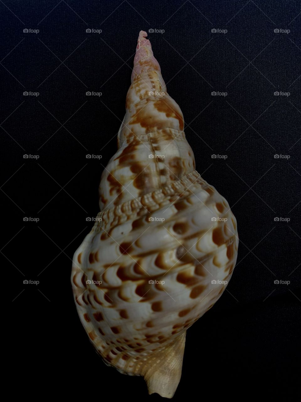 Mathematicians have learned to use Fibonacci's sequence to describe certain shapes that appear in nature. These shapes are called logarithmic spirals, and Nautilus shells