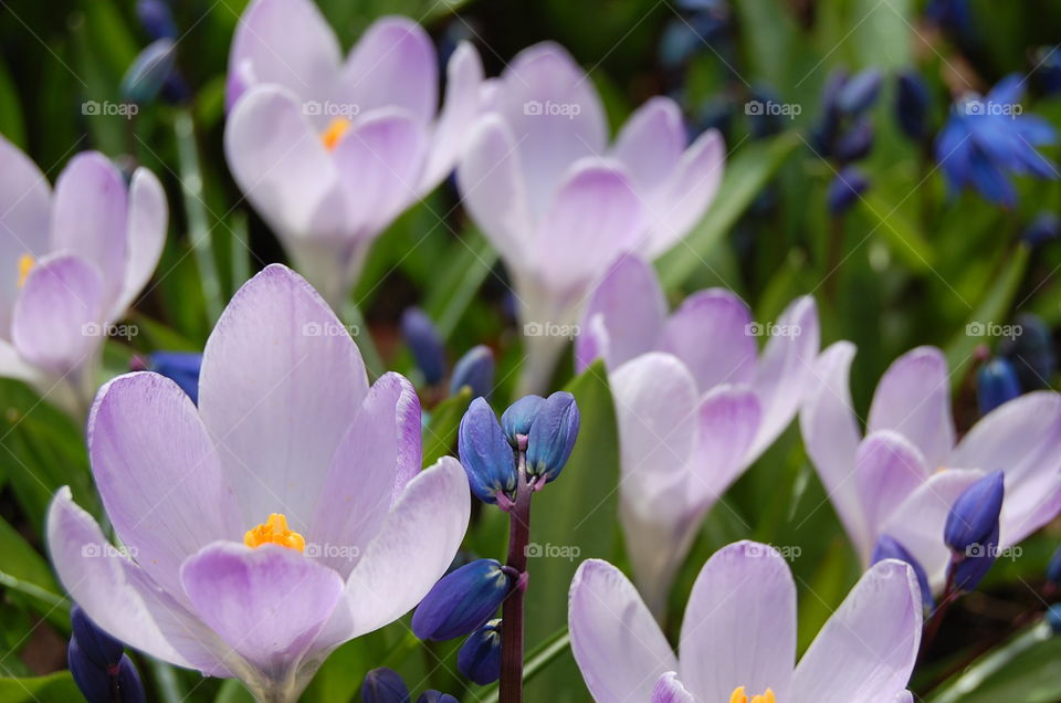 Crocus. First sign of spring - the crocus