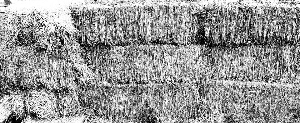 Rectangular Hay Bales