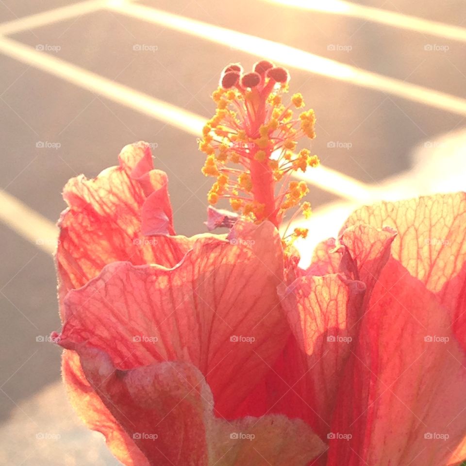 A beautiful flower in the sunset. I feel like I can smell it just by looking at it.