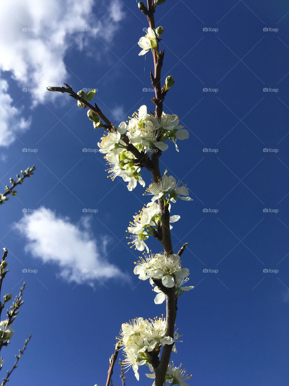 I feel like the blossom is reaching out to the sky, taking a full, long morning stretch... ready for what the day will bring...