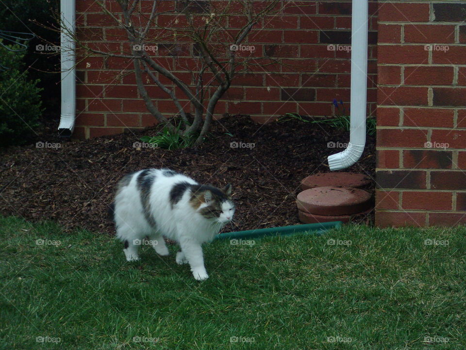 Grass, Mammal, Dog, Cat, Cute